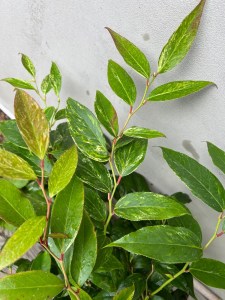 Kiścień Waltera, kiścień wawrzynowy (Leucothoe walteri) Rainbow zdjęcie 1